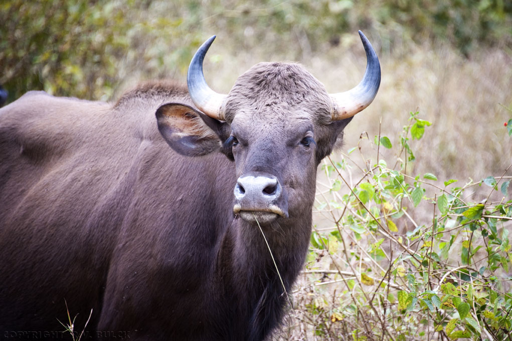 Wild-gaur, Kanha National Park, Madhya Pradesh. [© R.V. Bulck]
